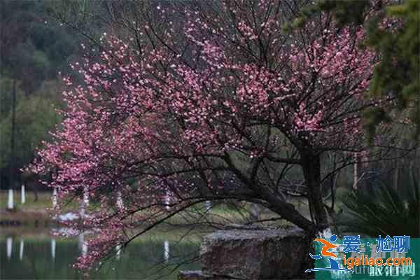 宣城賞花地推薦 附賞花地圖？