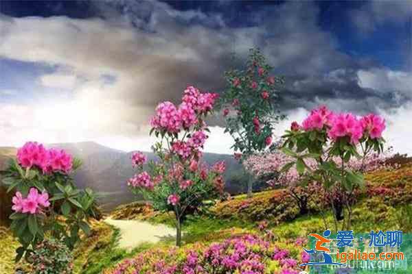 宣城賞花地推薦 附賞花地圖？