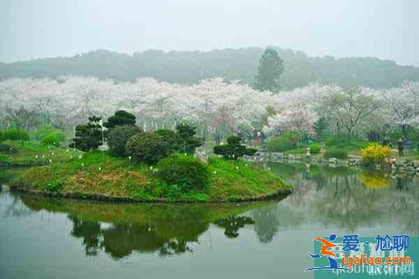 玉溪賞花地有哪些 賞花地推薦？