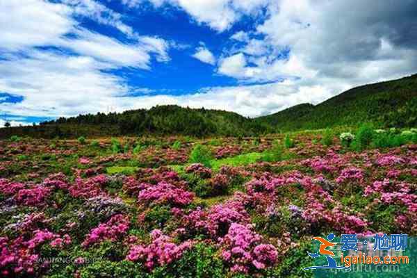 香格里拉杜鵑花在哪些地方有？