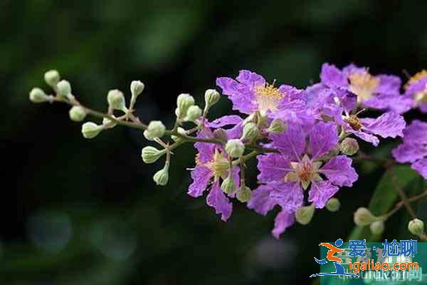湖北襄陽賞花地推薦 襄陽賞花地圖？