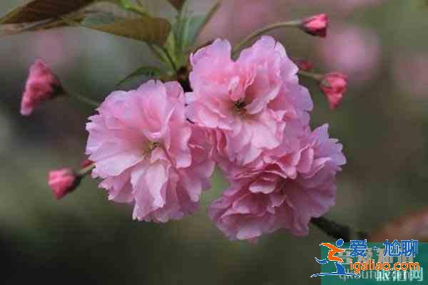 湖北襄陽賞花地推薦 襄陽賞花地圖？