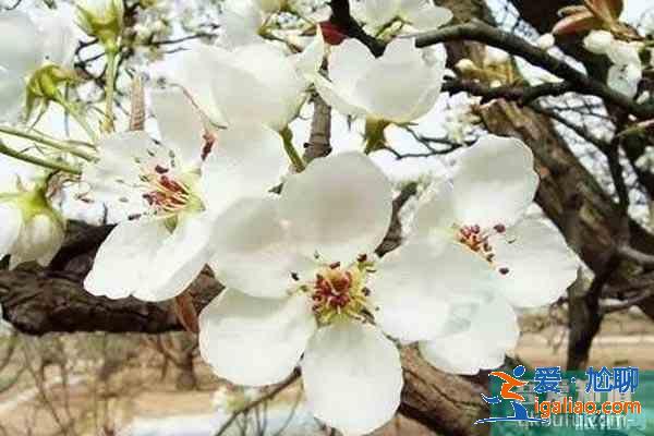 湖北襄陽賞花地推薦 襄陽賞花地圖？