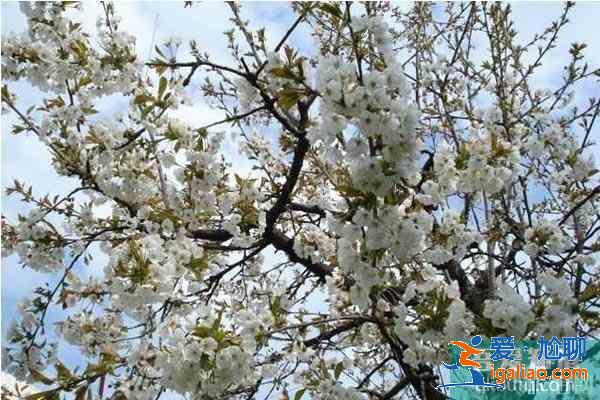 湖北襄陽賞花地推薦 襄陽賞花地圖？