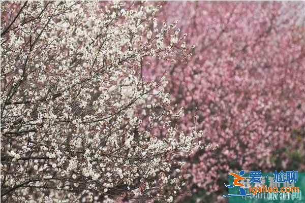 湖北襄陽賞花地推薦 襄陽賞花地圖？