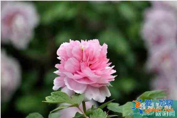 湖北襄陽賞花地推薦 襄陽賞花地圖？