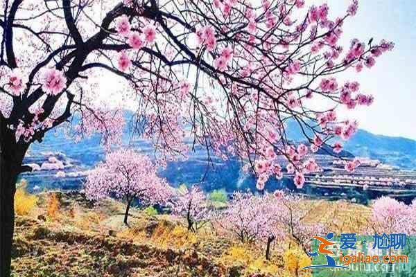 湖北襄陽賞花地推薦 襄陽賞花地圖？