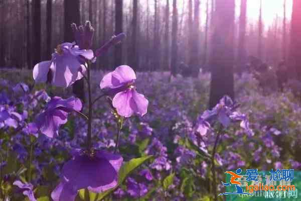 南京浦口賞花指南 地點-花期？