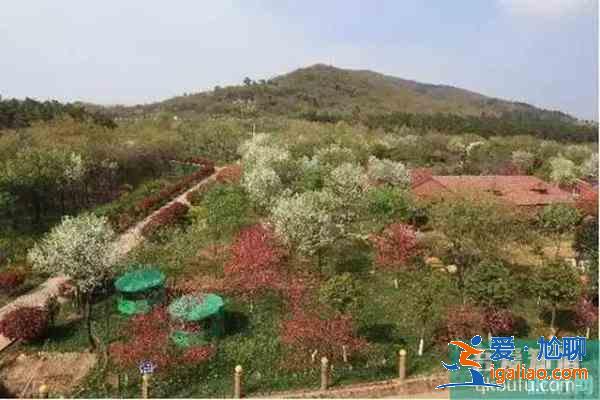 南京浦口賞花指南 地點-花期？
