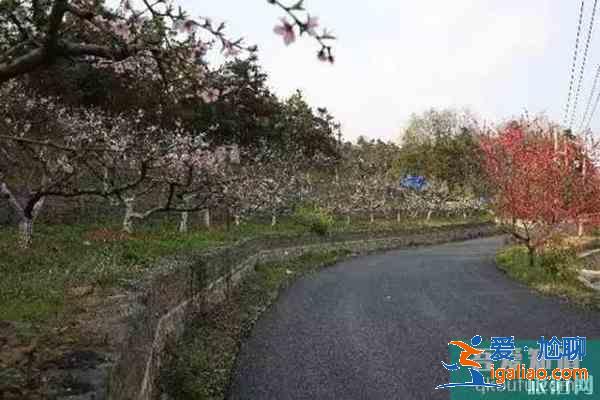 南京浦口賞花指南 地點-花期？