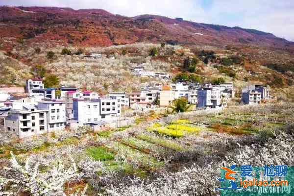 四川觀賞梨花的地方 梨花節推薦地？