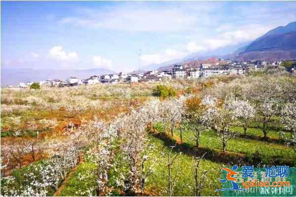 四川觀賞梨花的地方 梨花節推薦地？