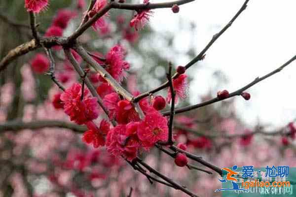 合肥六大賞梅勝地 合肥哪里可以觀賞梅花？