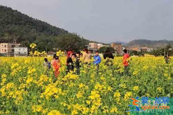 肇慶周邊觀賞油菜花地方推薦？