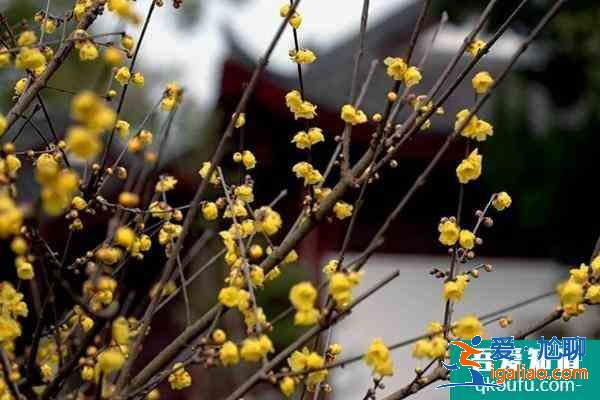 臘梅花幾月份開花？