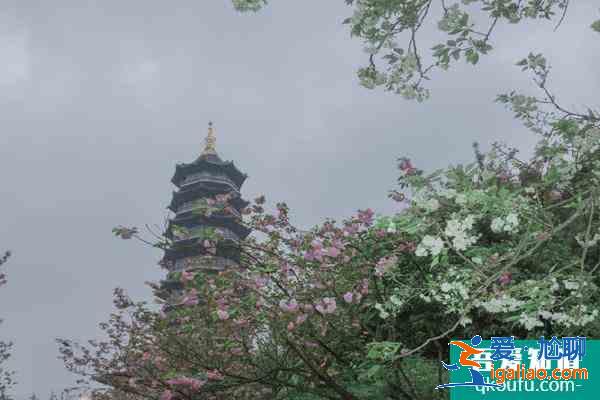 重慶園博園櫻花開了嗎 2021重慶園博園賞花時間？