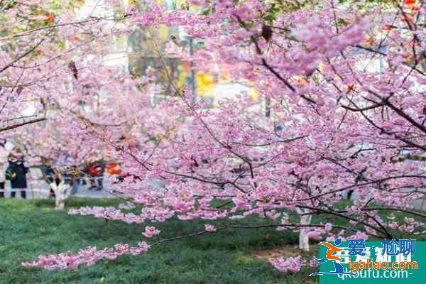 重慶園博園櫻花開了嗎 2021重慶園博園賞花時間？