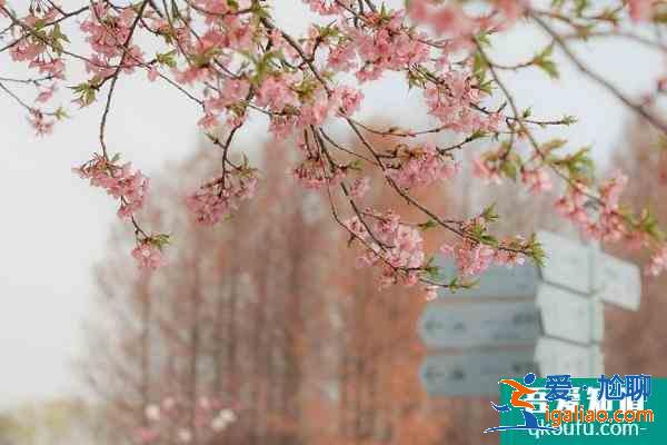 上海松江賞花的地方有哪些 2021上海松江賞花地點推薦？