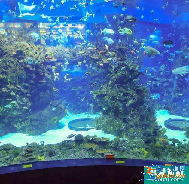 北京海洋館一日游攻略？