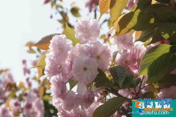 青白江鳳凰湖櫻花開了嗎2021 成都鳳凰湖櫻花節什么時候開始？