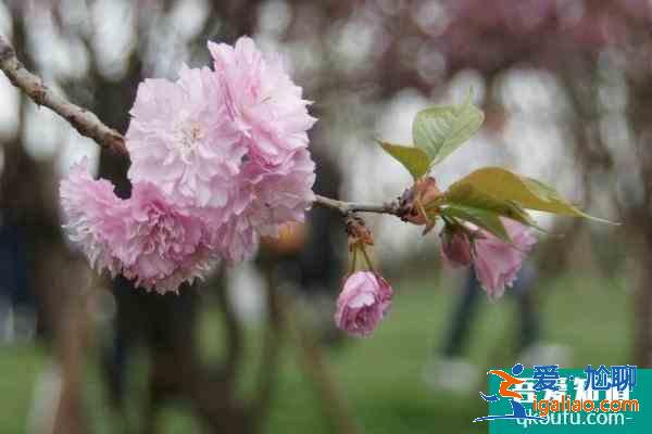 青白江鳳凰湖櫻花開了嗎2021 成都鳳凰湖櫻花節什么時候開始？