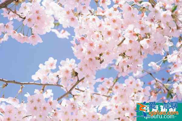眉山春季賞花好去處 眉山春季賞花地點推薦2021？