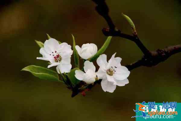 眉山春季賞花好去處 眉山春季賞花地點推薦2021？
