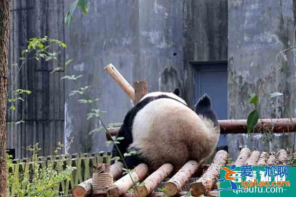 2021成都大熊貓博物館要不要門票？
