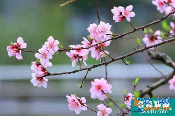 2021南充春季賞花攻略 南充春季賞花地點推薦？