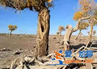 額濟納旗有什么好玩的地方,額濟納旗必去景點? 額濟納旗有什么好玩的地方,額濟納旗必去景點?