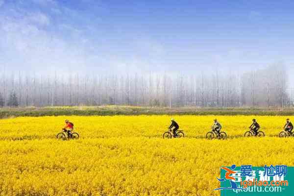 2021南京永寧油菜花幾月份開 附觀賞指南? 2021南京永寧油菜花幾月份開 附觀賞指南?