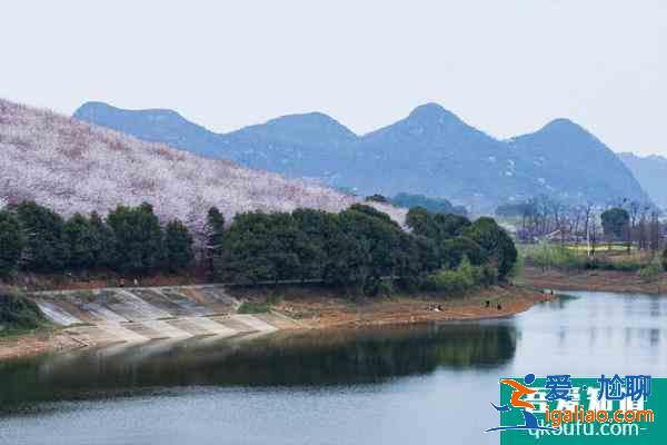 2021貴安櫻花園觀光車多少錢 貴安櫻花園停車攻略？