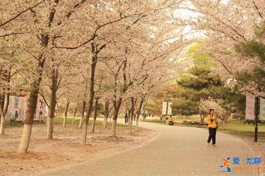 玉淵潭公園從哪個門進,玉淵潭公園有幾個門? 玉淵潭公園從哪個門進,玉淵潭公園有幾個門?
