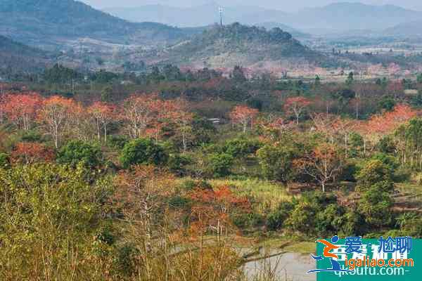 2021昌江木棉花最佳觀賞地點 昌江木棉花旅游攻略？