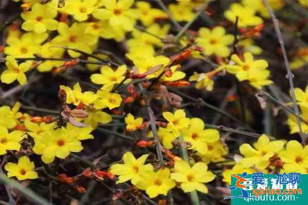 2021北京迎春花什么時候開 北京迎春花哪里最多？