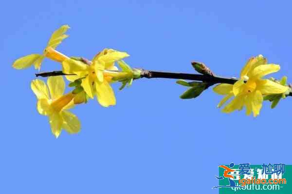 2021北京迎春花什么時候開 北京迎春花哪里最多？