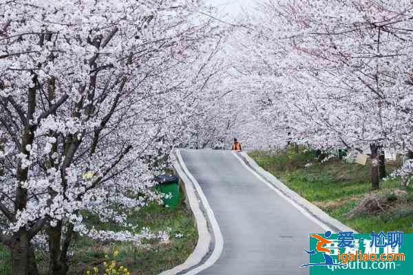 2021貴安櫻花園怎么預約 貴安櫻花園門票多少錢？
