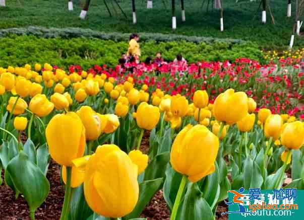 重慶郁金香花海在哪里？