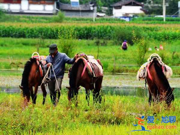 去拉市海騎馬多少錢,拉市海馬場如何選? 去拉市海騎馬多少錢,拉市海馬場如何選?