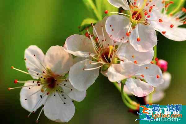 廈門哪些地方可以賞桃花 廈門賞桃花的地點推薦2021？