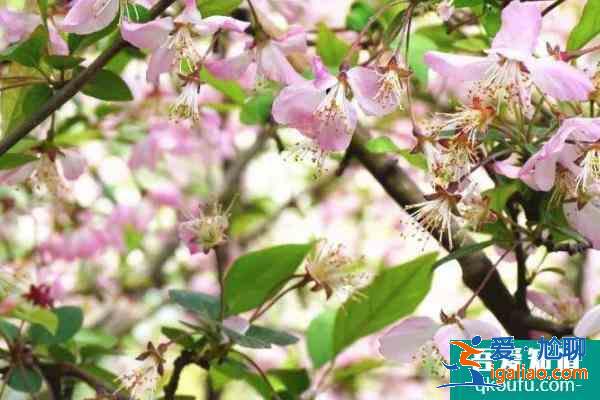 2021鄭州碧沙崗海棠節(jié)時間？