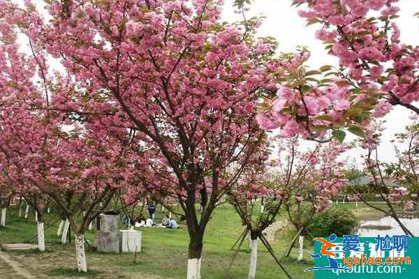 2021成都青白江櫻花節是什么時候 及櫻花節觀賞路線？