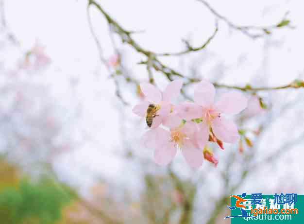 襄陽櫻花哪里有 2021襄陽賞花地圖？