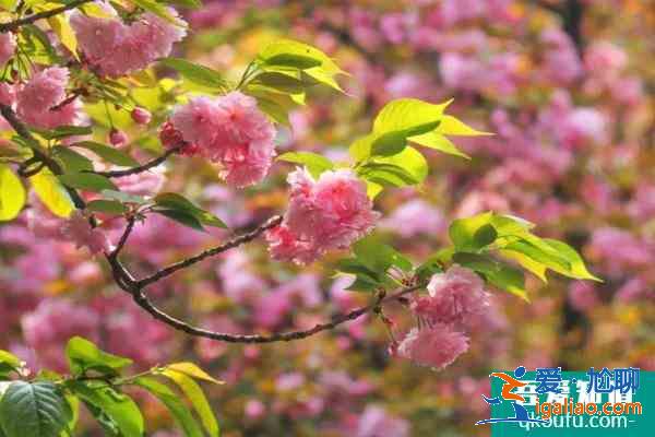 2021成都青白江櫻花節是什么時候 及櫻花節觀賞路線？