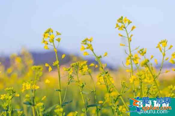 襄陽櫻花哪里有 2021襄陽賞花地圖？