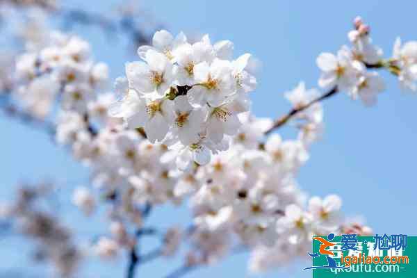 無錫拈花灣小鎮攻略及靈山游玩推薦？