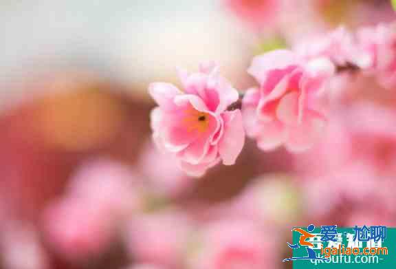 2021昆明郊野公園桃花節(jié)時(shí)間及活動(dòng)詳情？