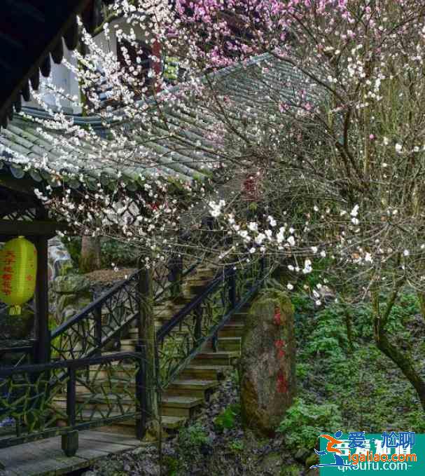 天子地櫻花嶺游玩攻略 桐廬天子地櫻花嶺最佳觀賞時間？