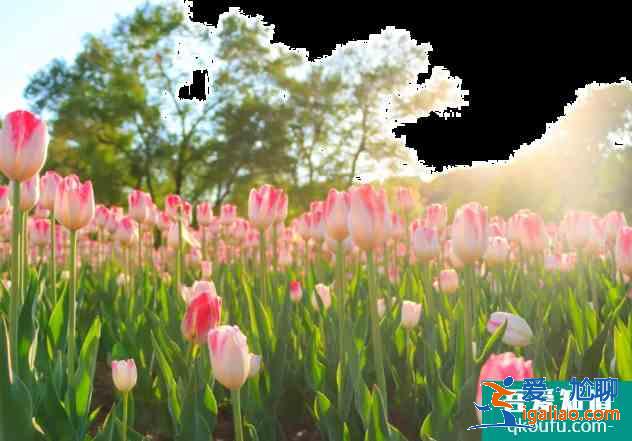 濟寧賞花好去處 2021濟寧油菜花觀看地點? 濟寧賞花好去處 2021濟寧油菜花觀看地點?