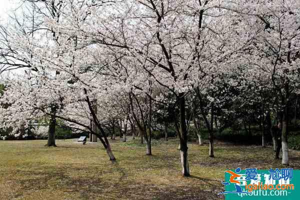 2021杭州第三屆櫻花徒步大會開放報名 櫻花徒步大會時間？